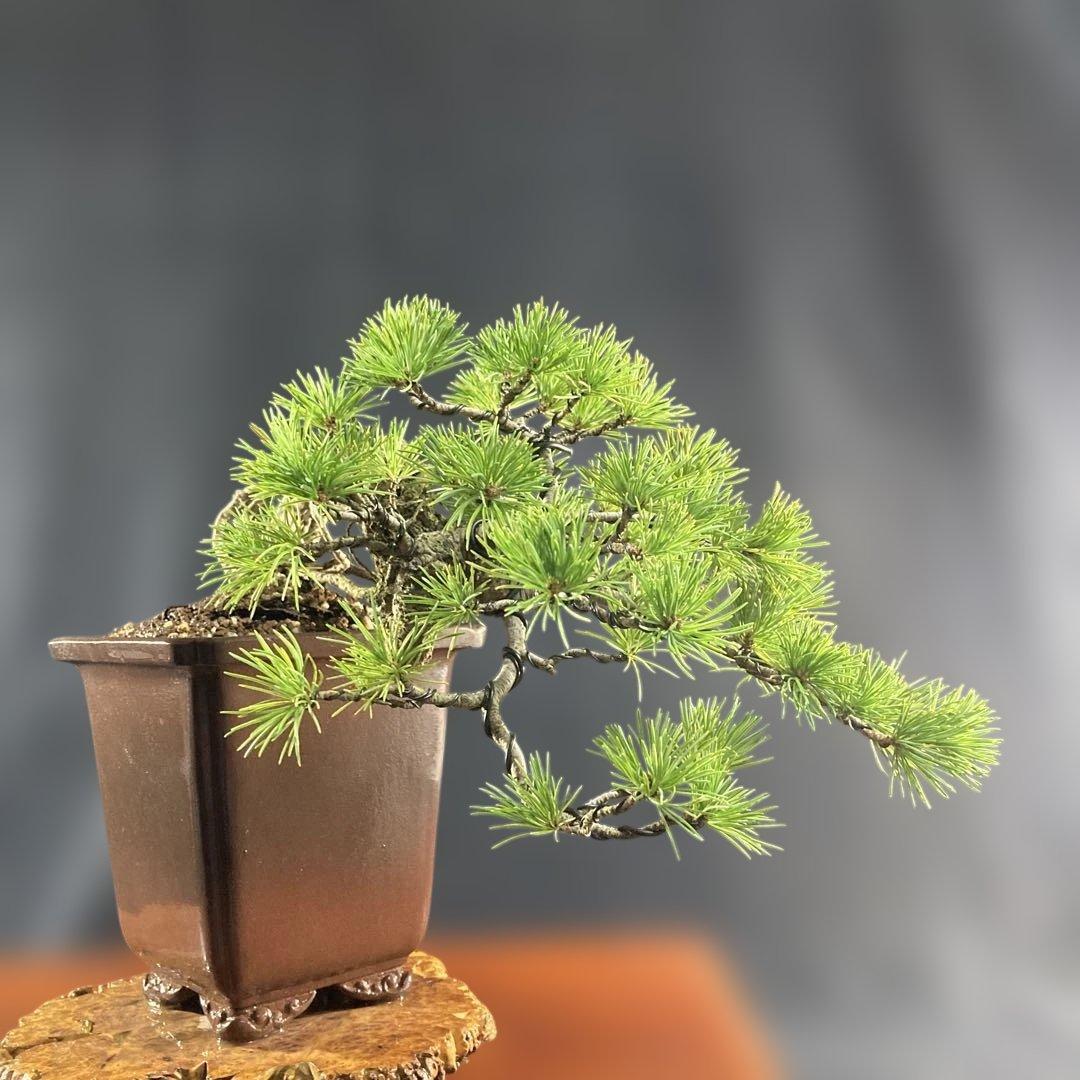 根上がり、赤石五葉松、懸崖、40年強 目立った傷汚れなし