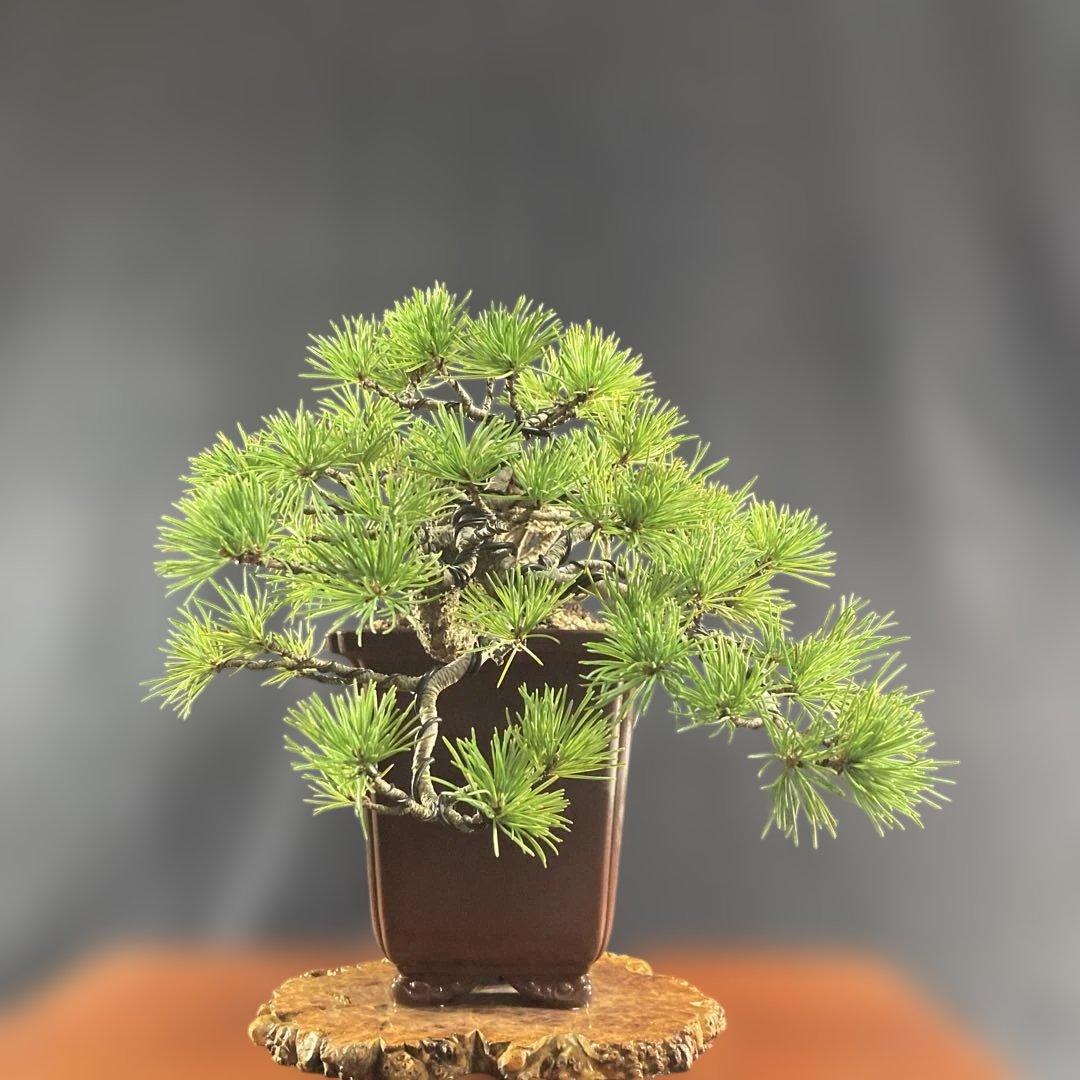 根上がり、赤石五葉松、懸崖、40年強 目立った傷汚れなし