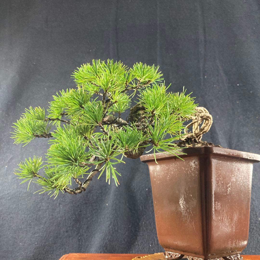 根上がり、赤石五葉松、懸崖、40年強 目立った傷汚れなし