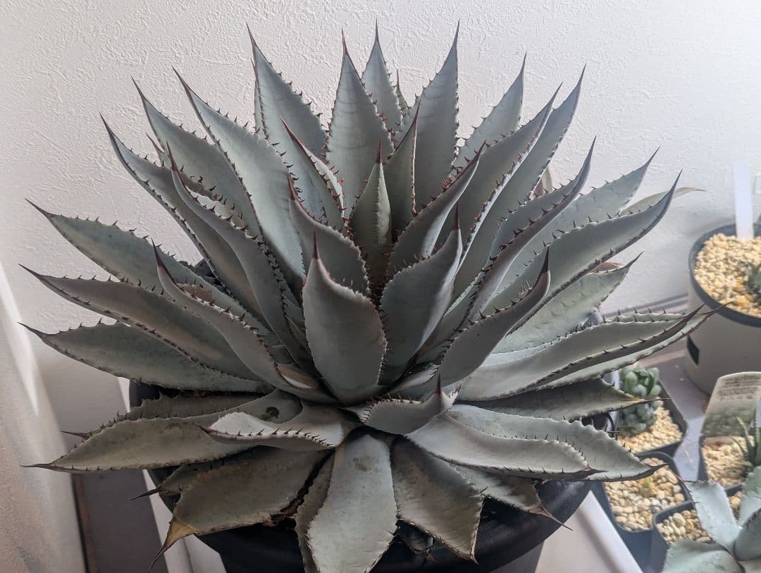 秘蔵株（ブラスポ×イシスメンシス×屈原の舞扇）×グアダラハラナ 発根活着済