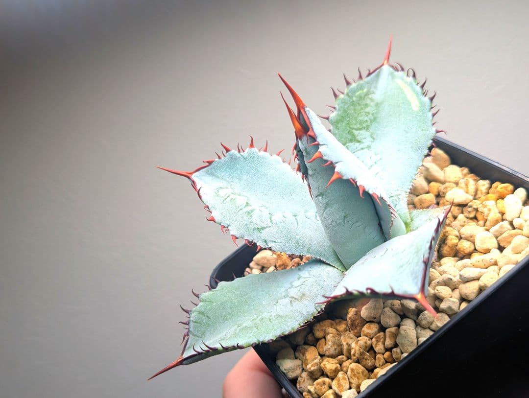 秘蔵株（ブラスポ×イシスメンシス×屈原の舞扇）×グアダラハラナ 発根活着済