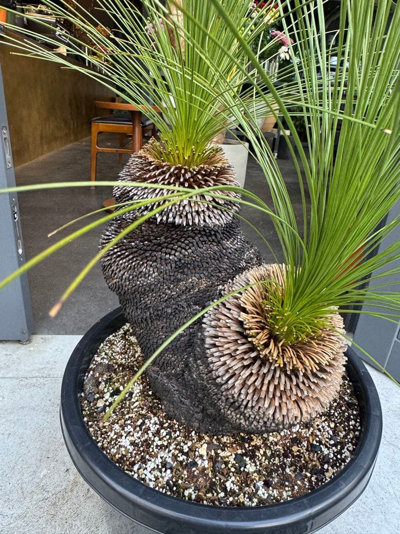 分頭　クサントロエア　ジョンソニー　ブラックボーイ