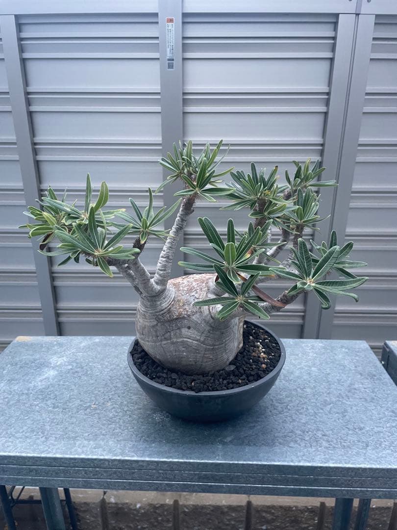 発根済　パキボディウムグラキリス大株