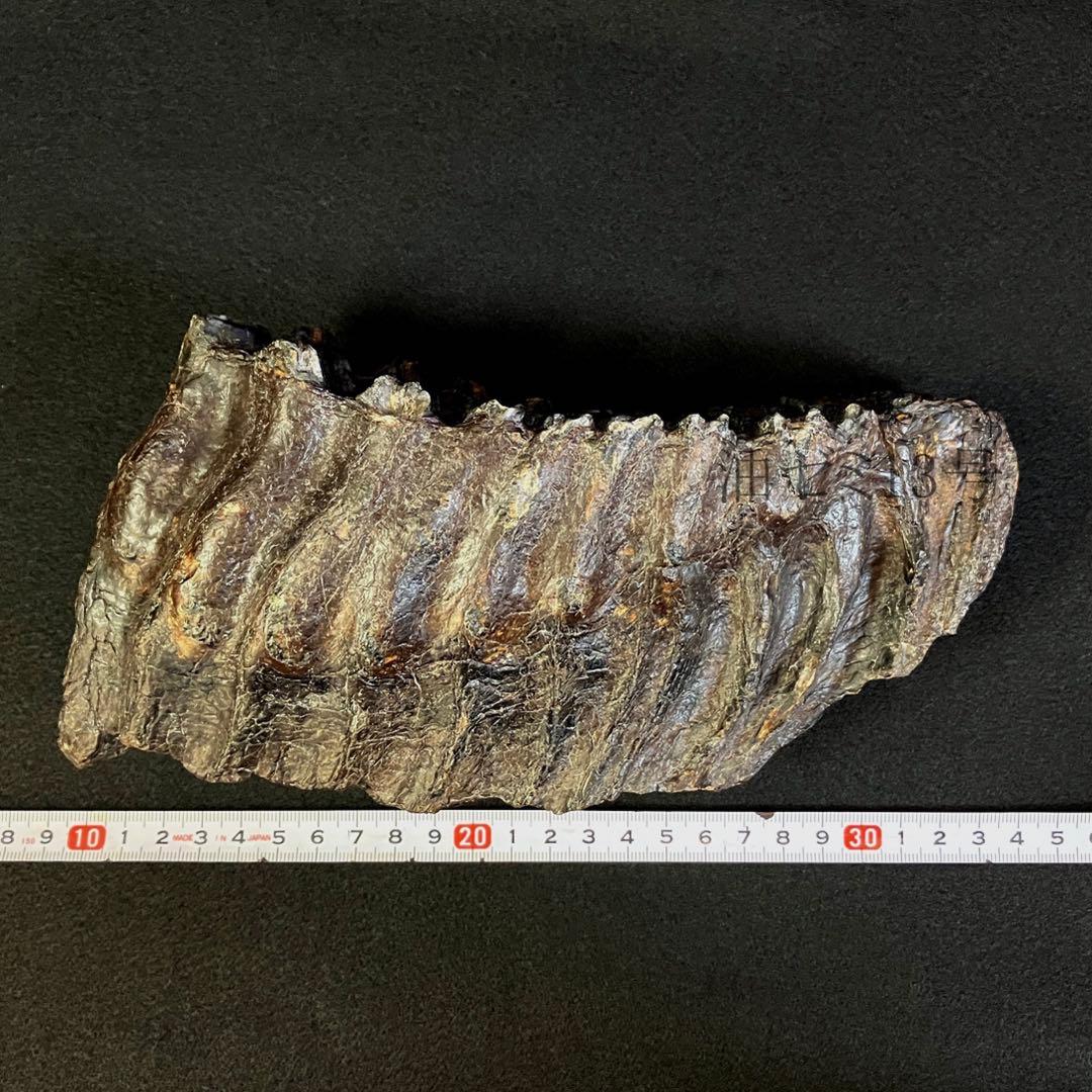 ナウマンゾウ　臼歯　(左下)　化石