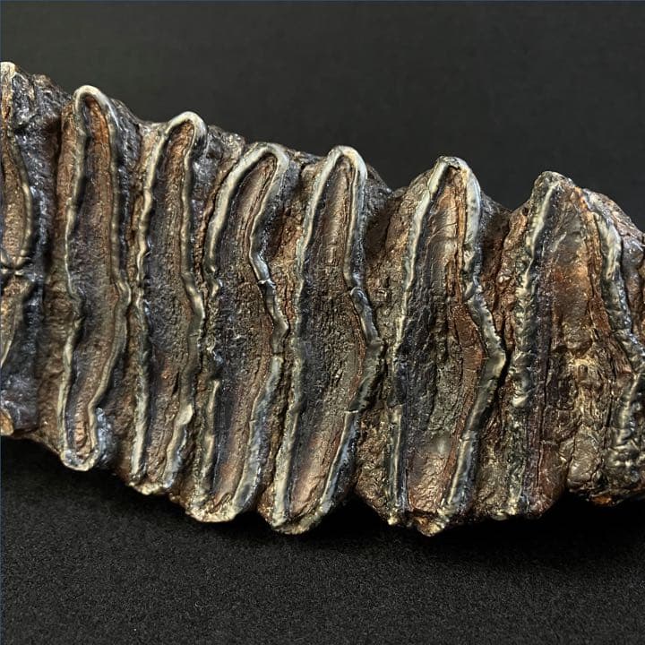 ナウマンゾウ　臼歯　(左下)　化石