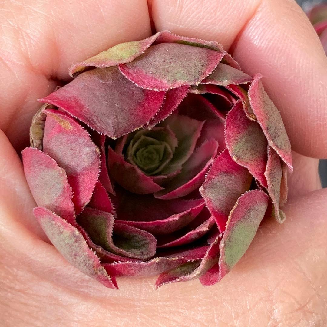 アエオニウム　韓国苗　フラワーダンス　多肉植物　ポコ多肉