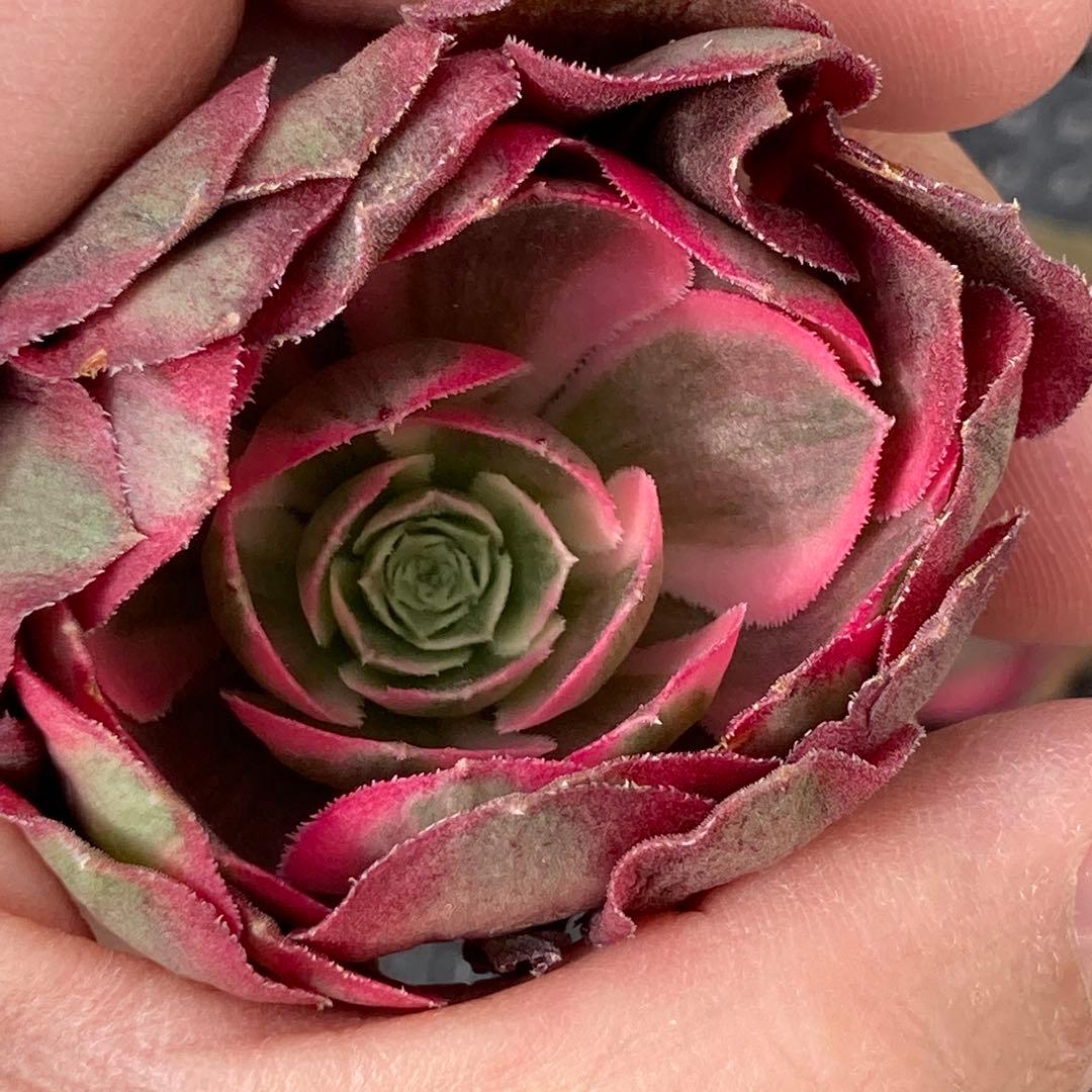 アエオニウム　韓国苗　フラワーダンス　多肉植物　ポコ多肉