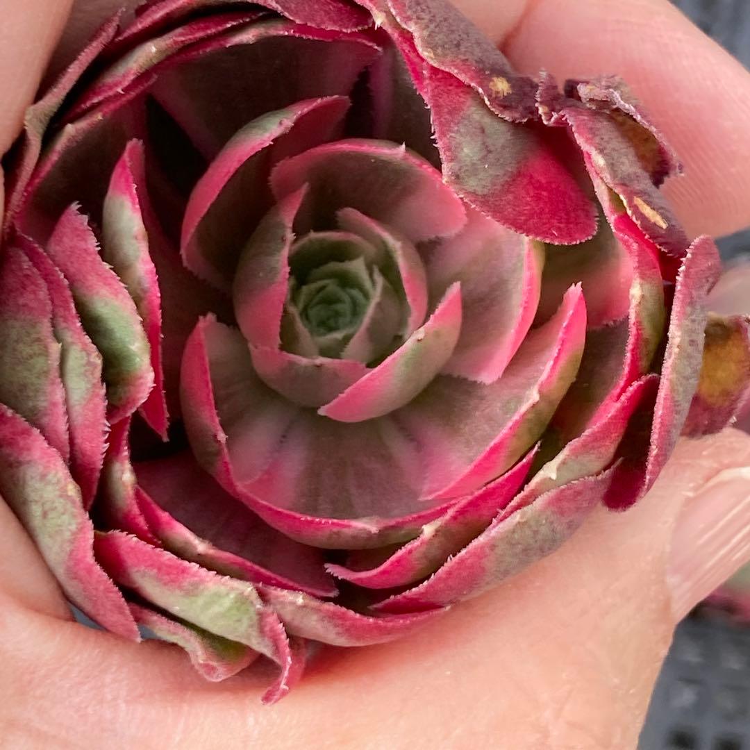 アエオニウム　韓国苗　フラワーダンス　多肉植物　ポコ多肉