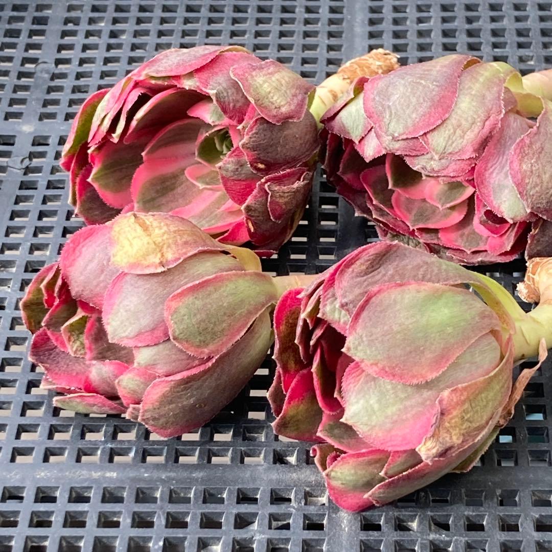 アエオニウム　韓国苗　フラワーダンス　多肉植物　ポコ多肉