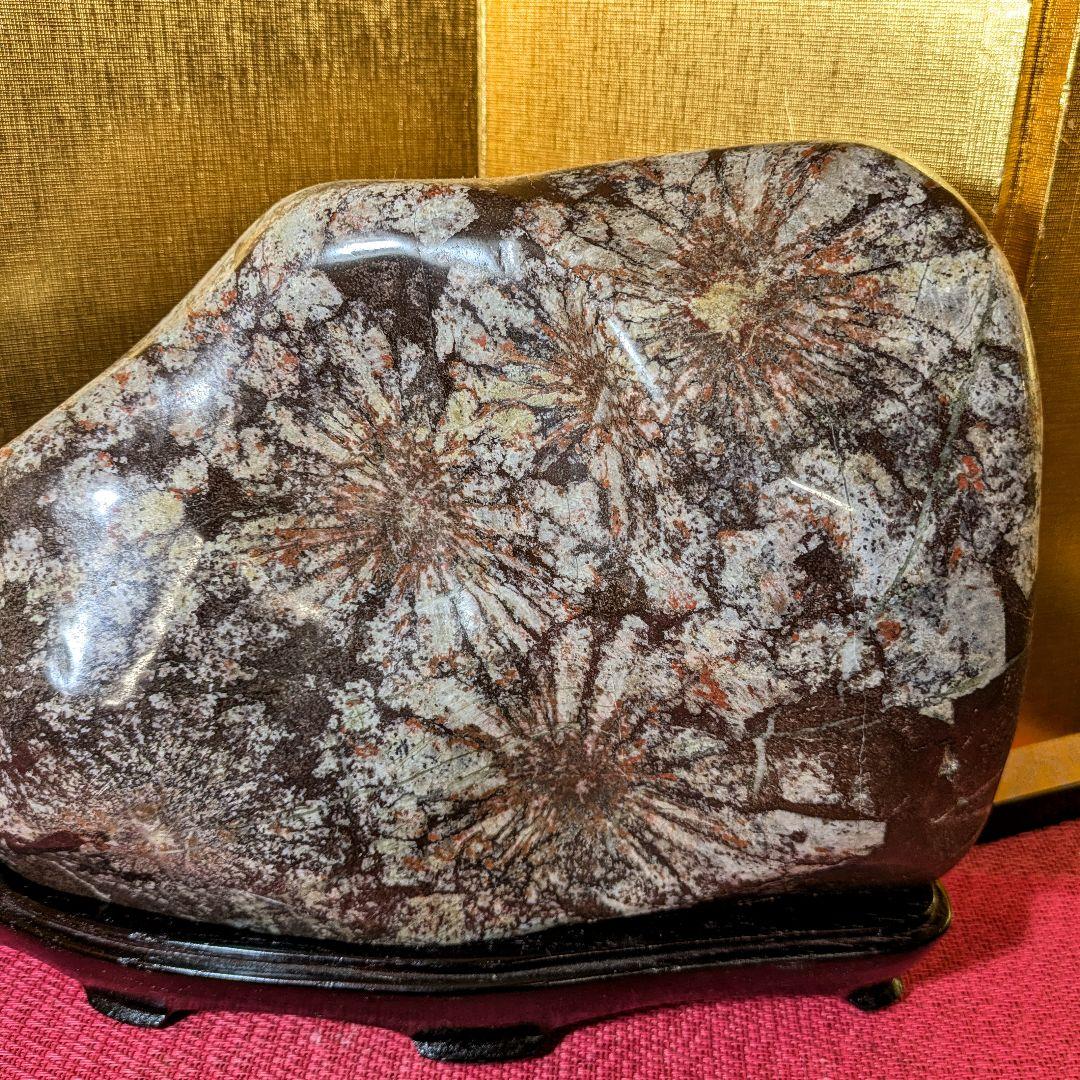 【Gojyo】菊花石 岐阜県根尾谷産5.2㌔ 鑑賞石 観賞石 水石 盆石