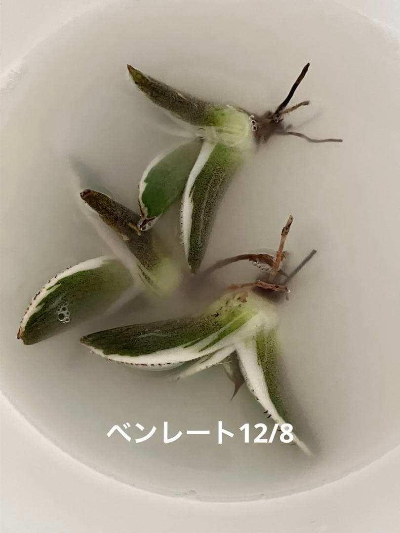 nk　リクエスト出品　鰐亀錦　BB錦　TC 匿名配送