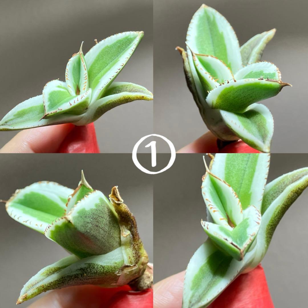 nk　リクエスト出品　鰐亀錦　BB錦　TC 匿名配送