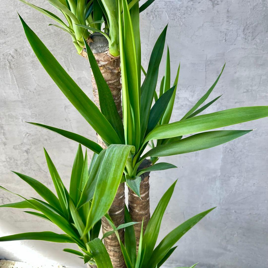 大型　ユッカ　エレファンティペス　青年の木　8号アンティーク陶器鉢　植え込み発送