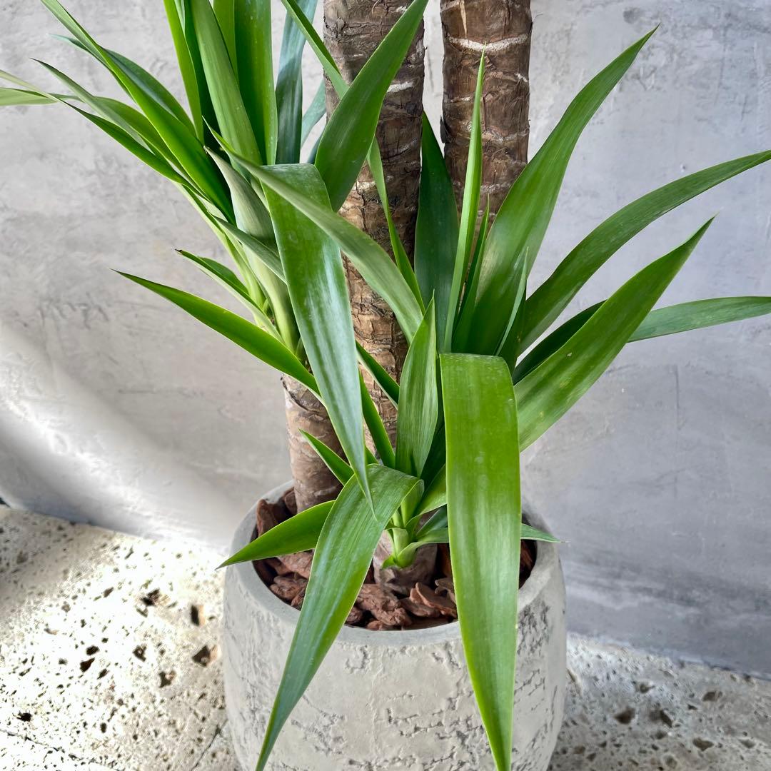 大型　ユッカ　エレファンティペス　青年の木　8号アンティーク陶器鉢　植え込み発送