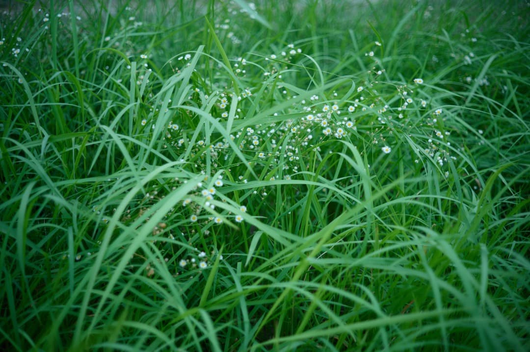 レンズ(単焦点) MINOLTA M-ROKKOR 40mm f2