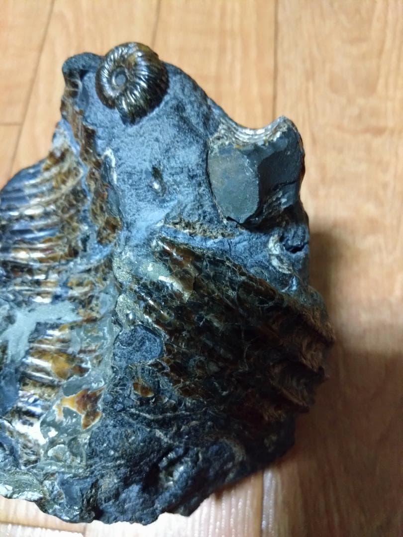 アンモナイト 黄鉄鉱 パイライト ロシア産