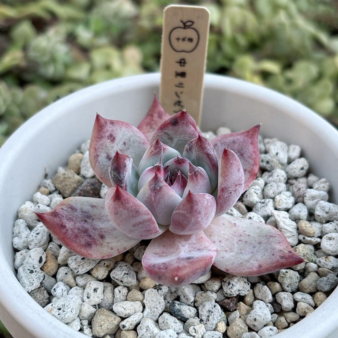 39.【サボテン相談室】中里リンゼアナ 実生 多肉植物 エケベリア