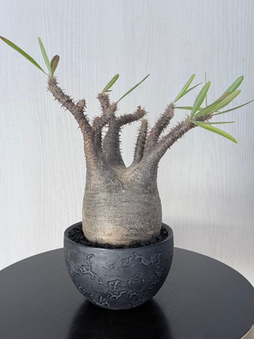 けーパキポディウムグラキリス 現地球