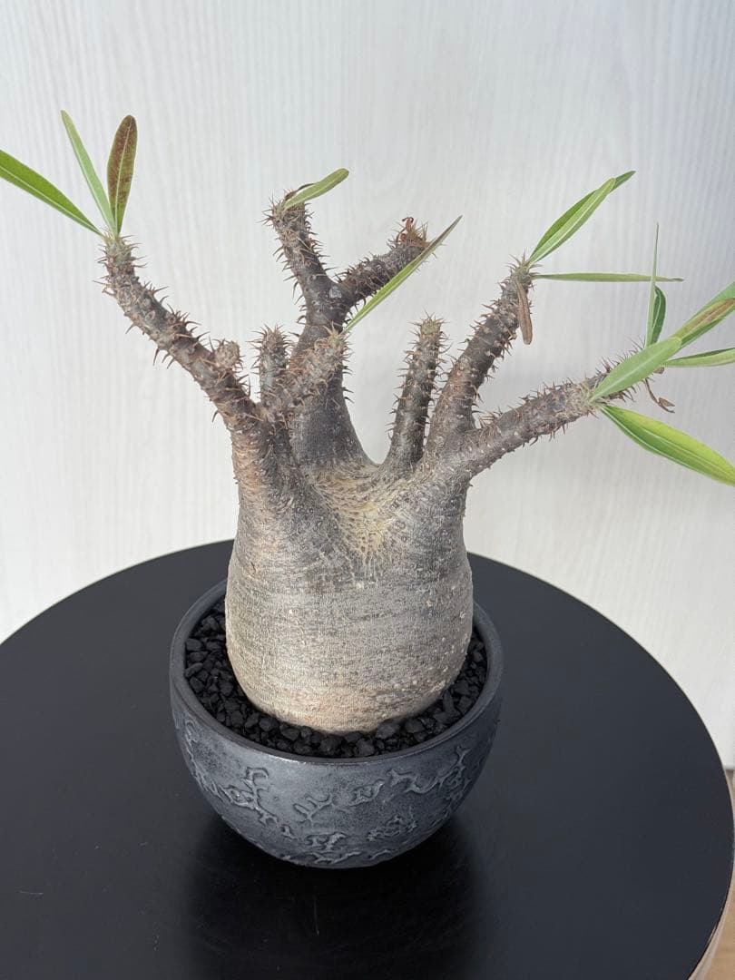 けーパキポディウムグラキリス 現地球