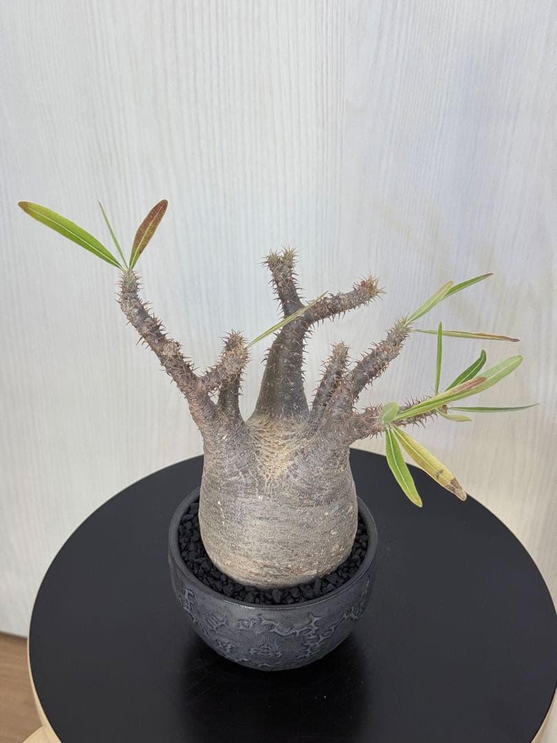 けーパキポディウムグラキリス 現地球