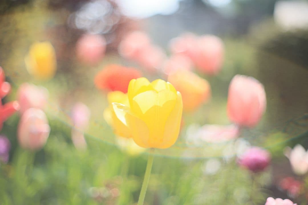 《希少》carenar 55mm F1.8（M42）PETRI製OEM【良品】