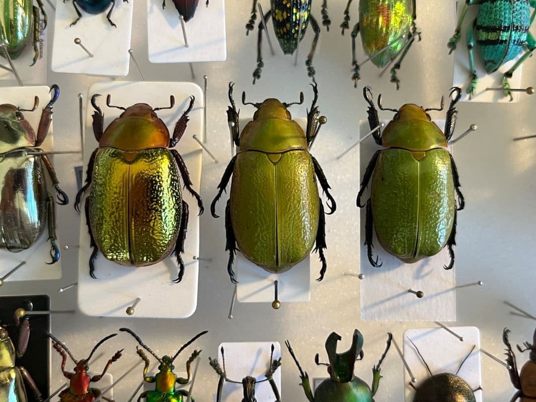 【33mm】ボウカルディプラチナコガネ Chrysina逆光で赤！昆虫標本