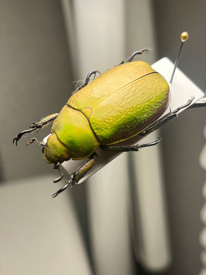 【33mm】ボウカルディプラチナコガネ Chrysina逆光で赤！昆虫標本