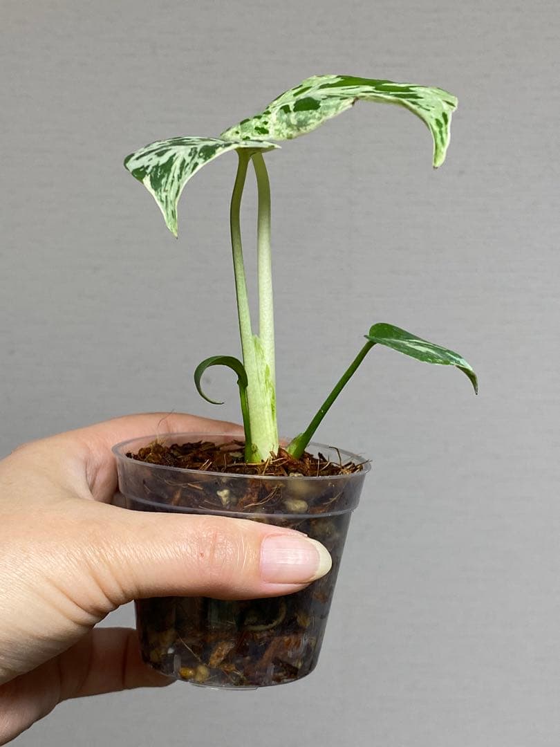 b【美株‼️】モンステラ　デリシオーサ　バルバソー　フシギダネ/ベトシオーサ　希少