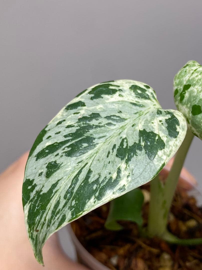 b【美株‼️】モンステラ　デリシオーサ　バルバソー　フシギダネ/ベトシオーサ　希少
