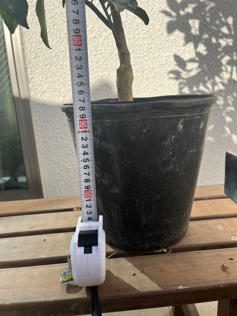 みかん苗　沖縄　タルガヨー　高さ約100cm 実は落ちてしまいました。
