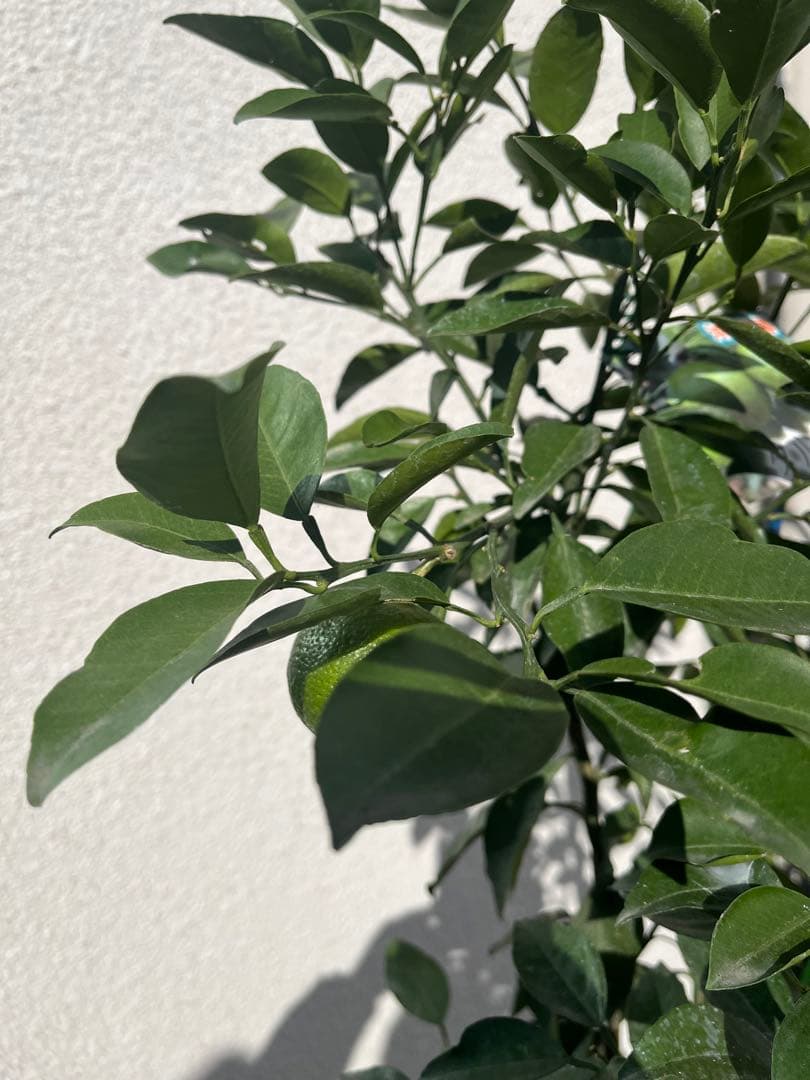 みかん苗　沖縄　タルガヨー　高さ約100cm 実は落ちてしまいました。