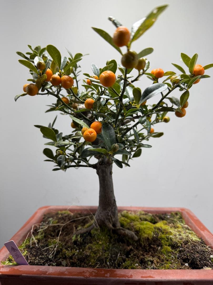 【ガチ盆栽】金豆　キンズ　太幹