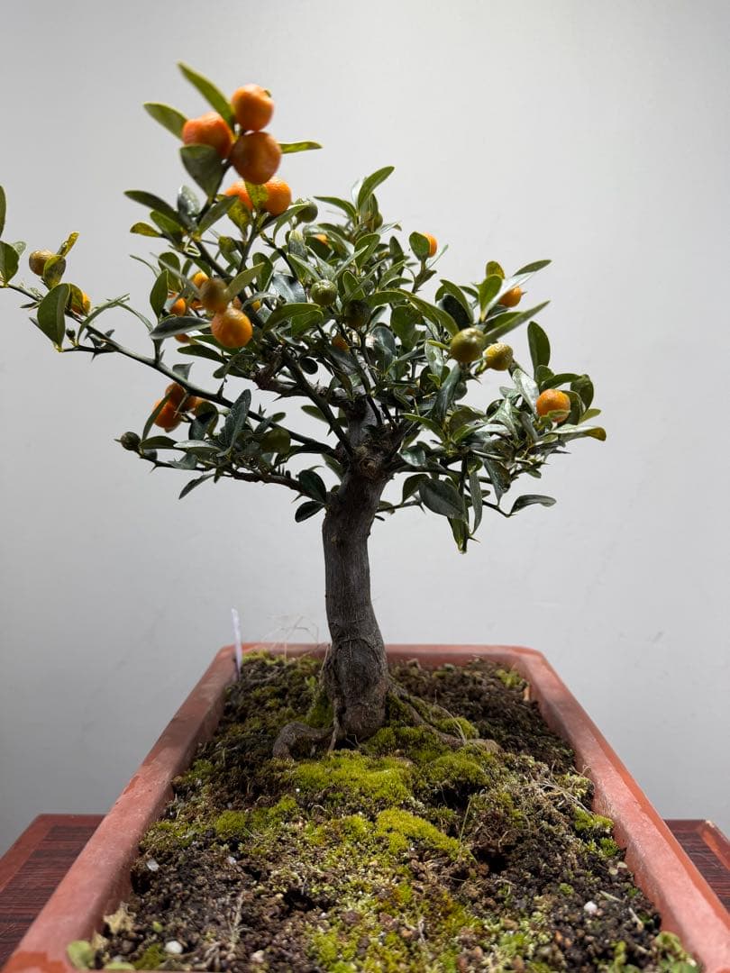 【ガチ盆栽】金豆　キンズ　太幹