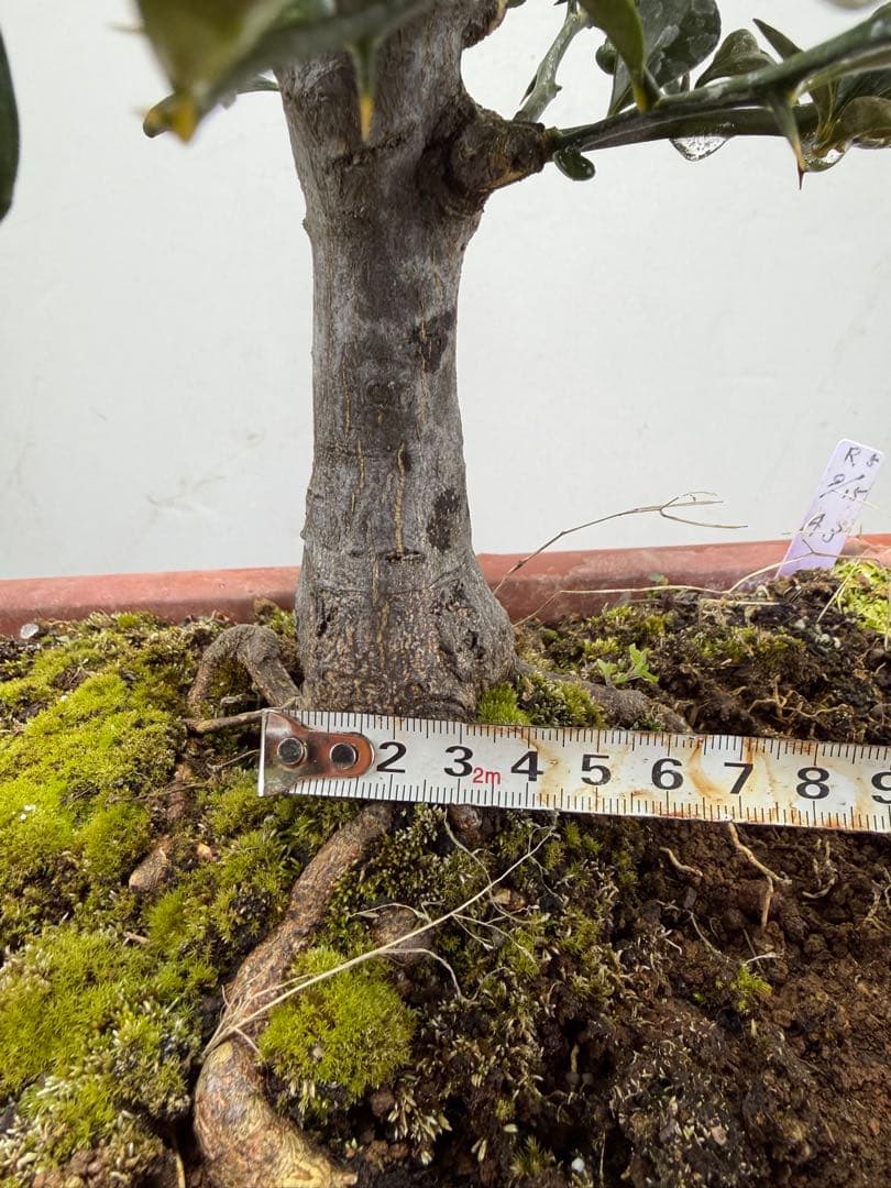 【ガチ盆栽】金豆　キンズ　太幹