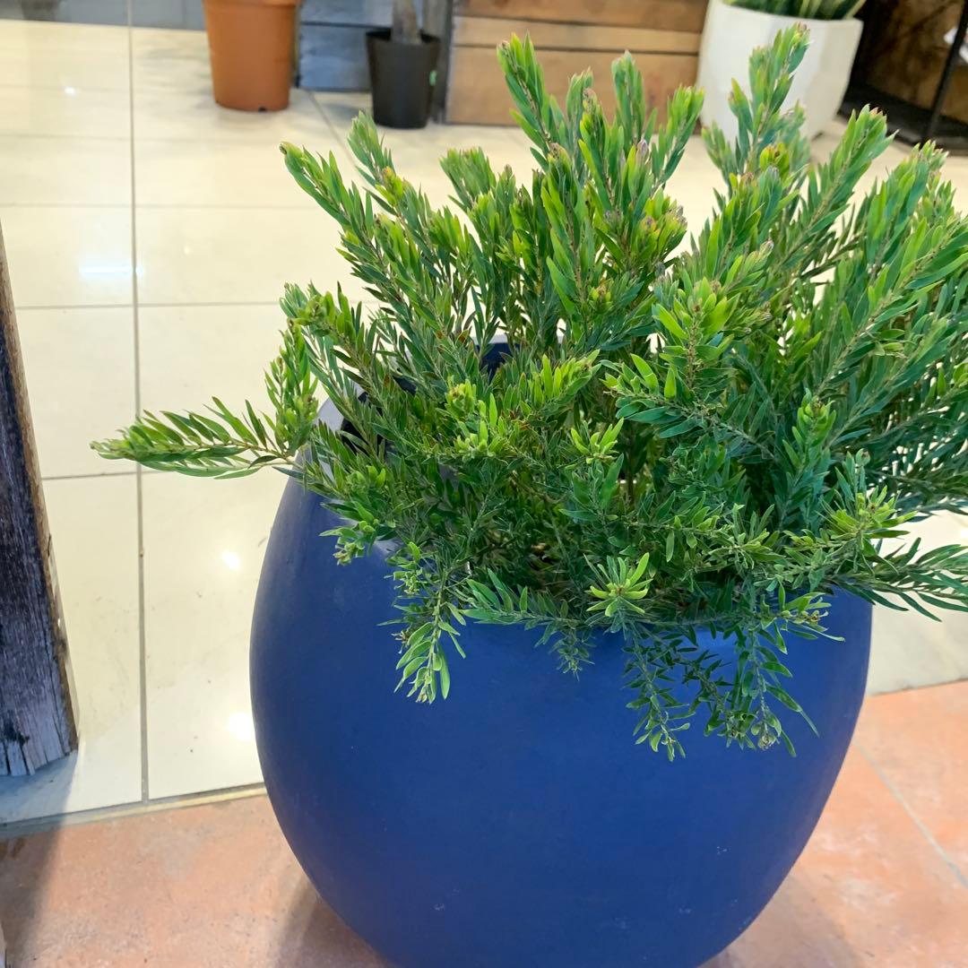 アカシア テレサ ファイバー鉢