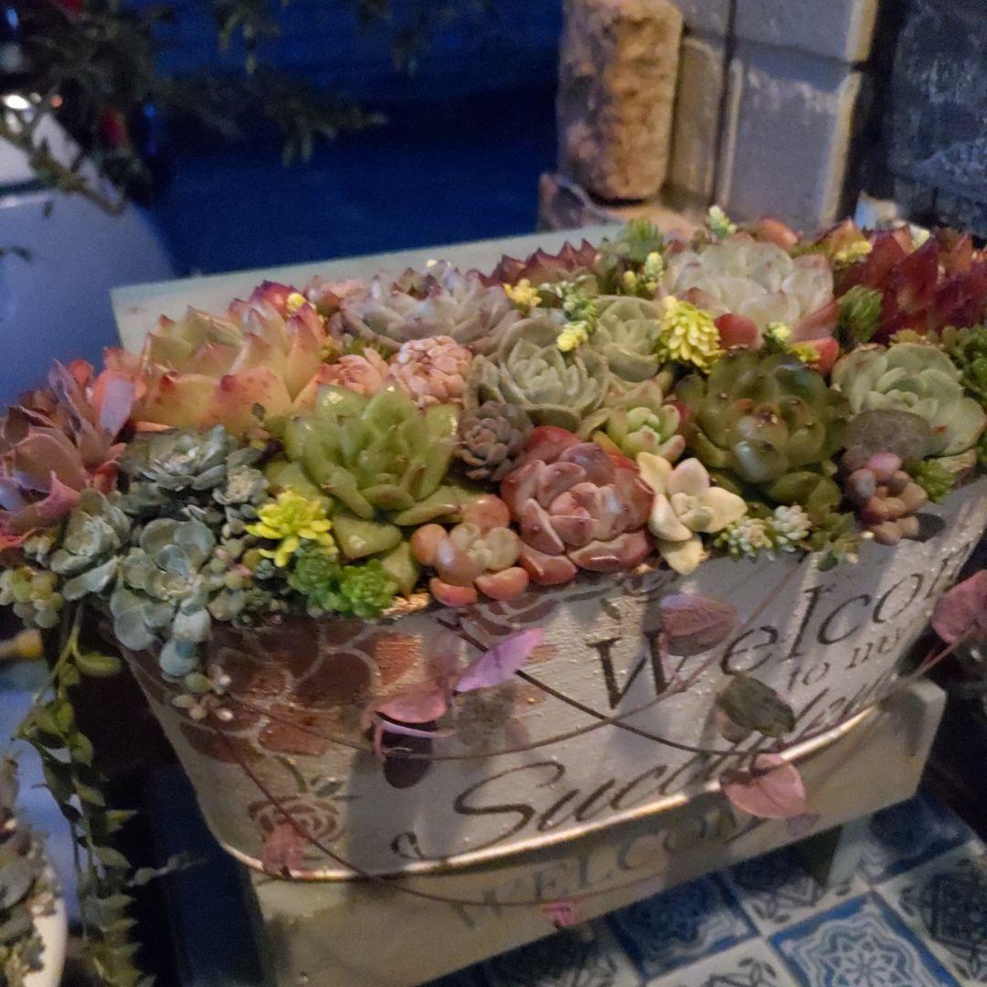 多肉植物 ♡そのまま飾れる寄せ植え♡