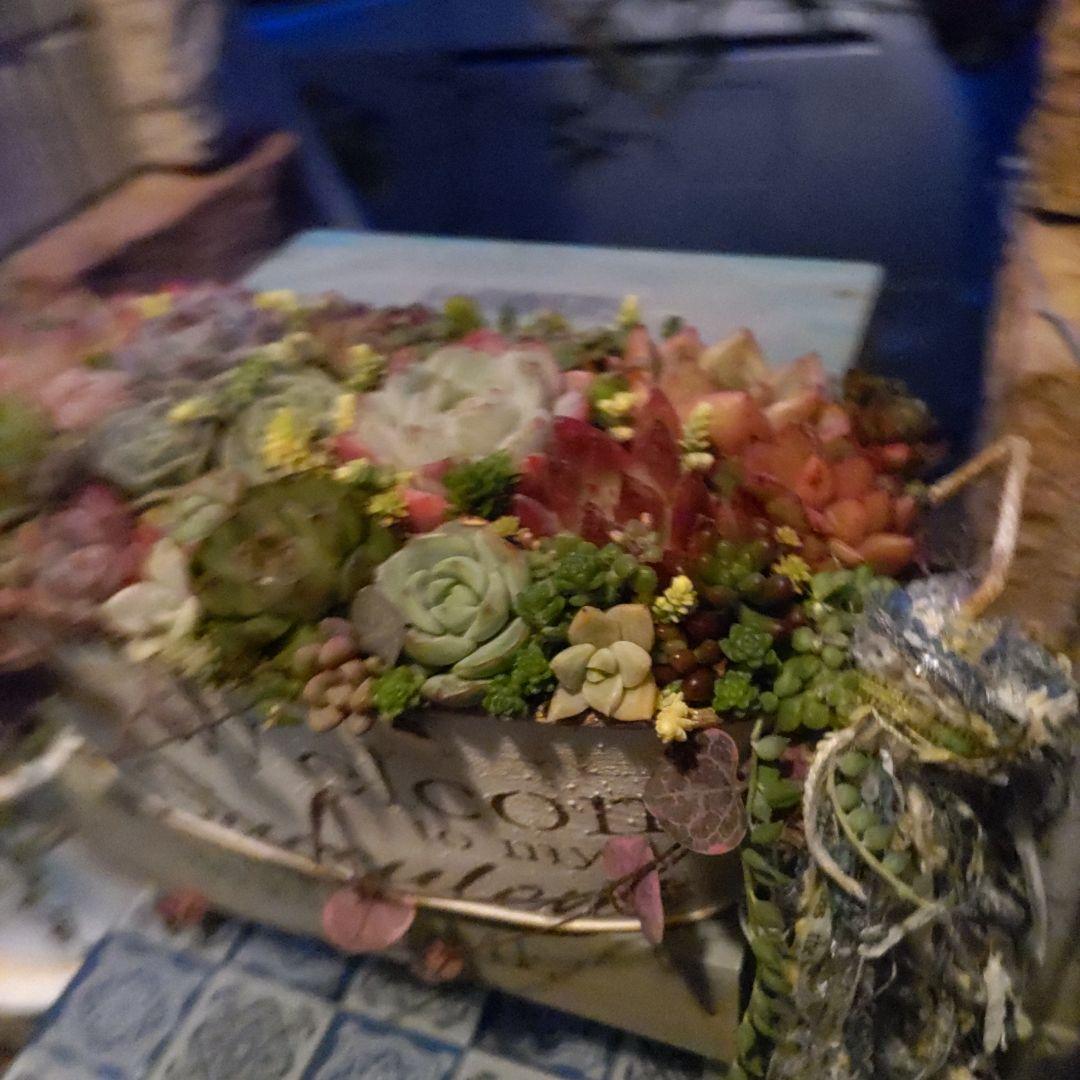 多肉植物 ♡そのまま飾れる寄せ植え♡