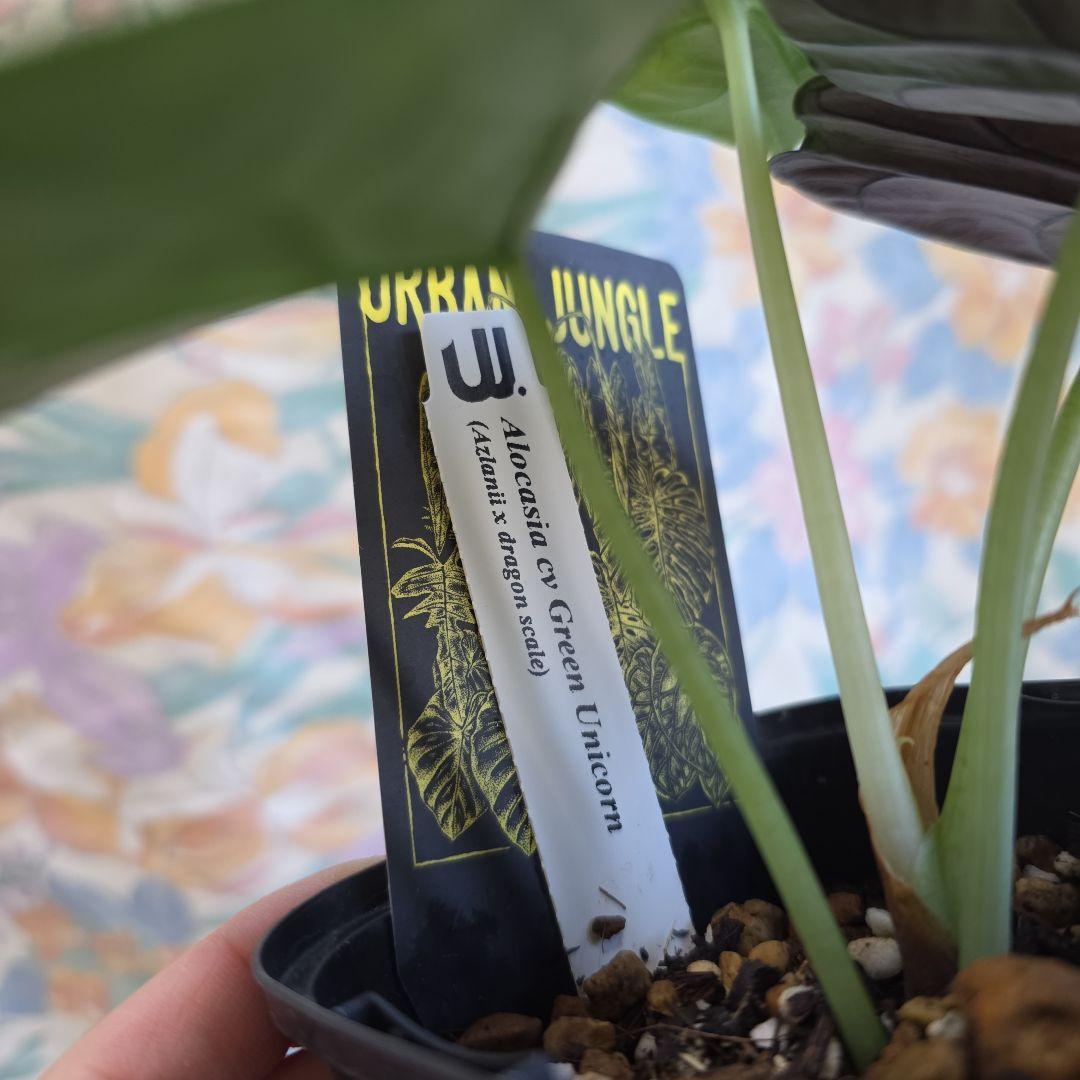 アロカシアグリーンユニコーン