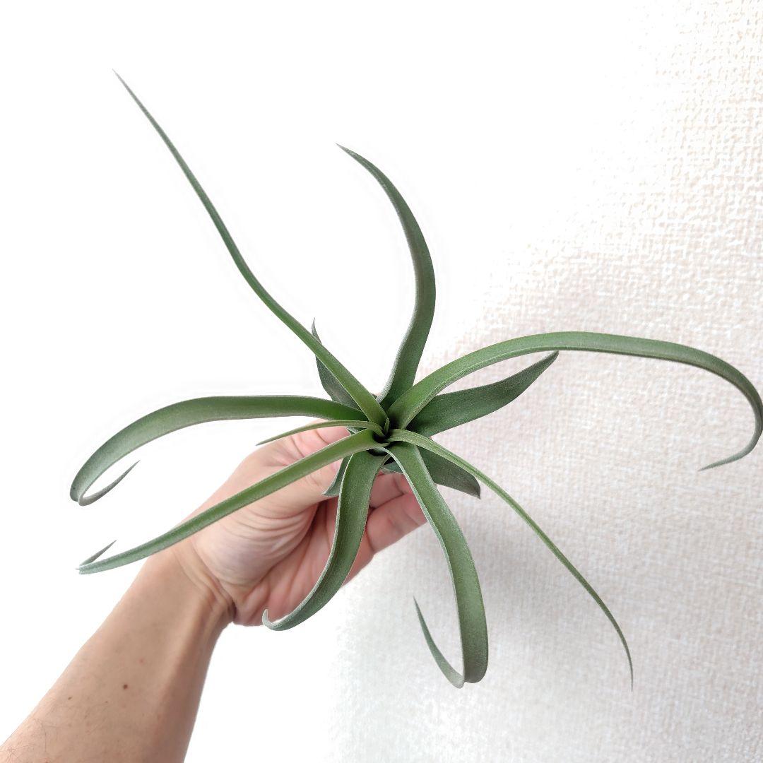 チランジア ナチュラリーゴージャス