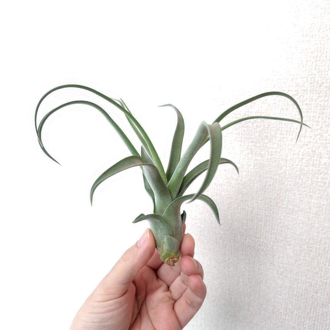 チランジア ナチュラリーゴージャス