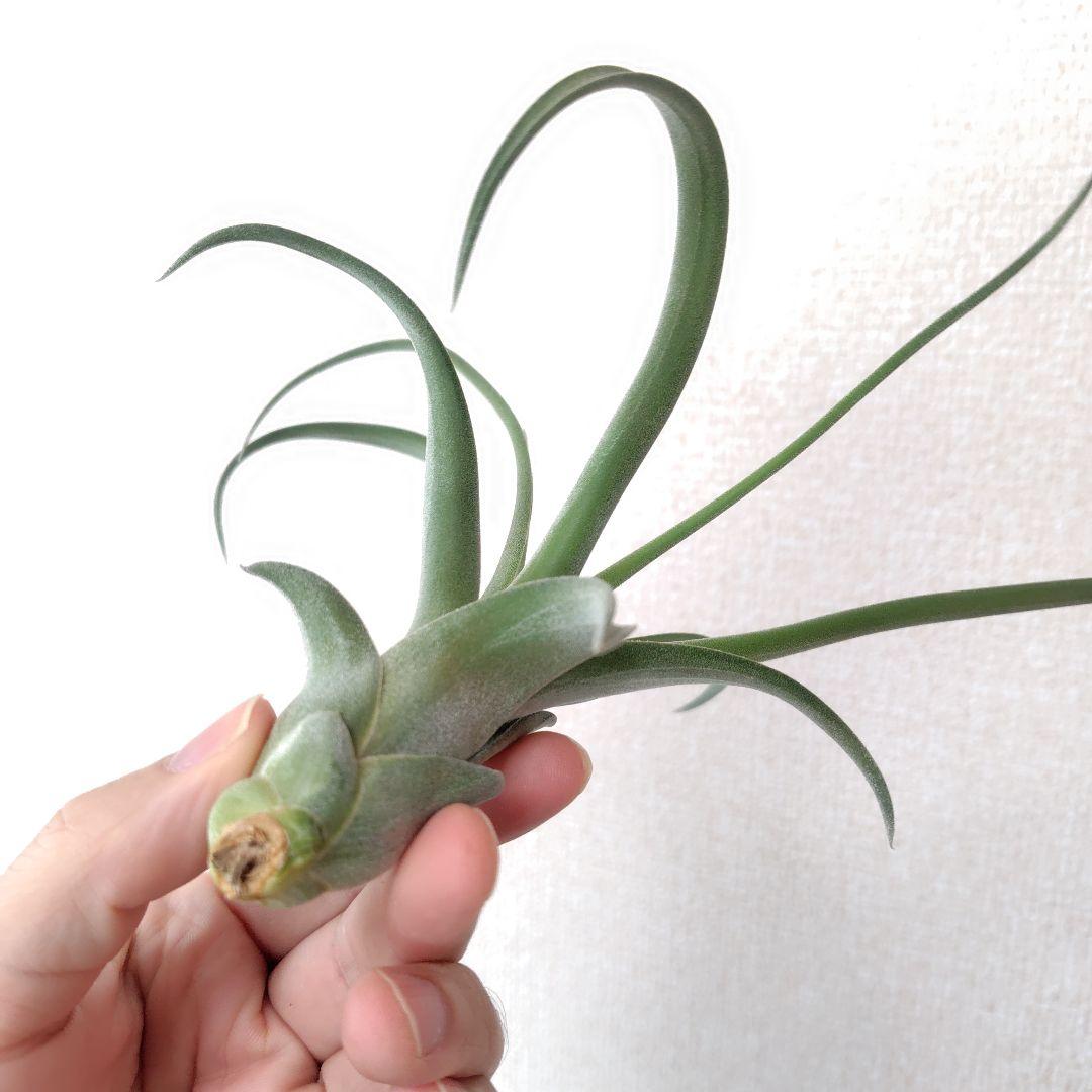 チランジア ナチュラリーゴージャス