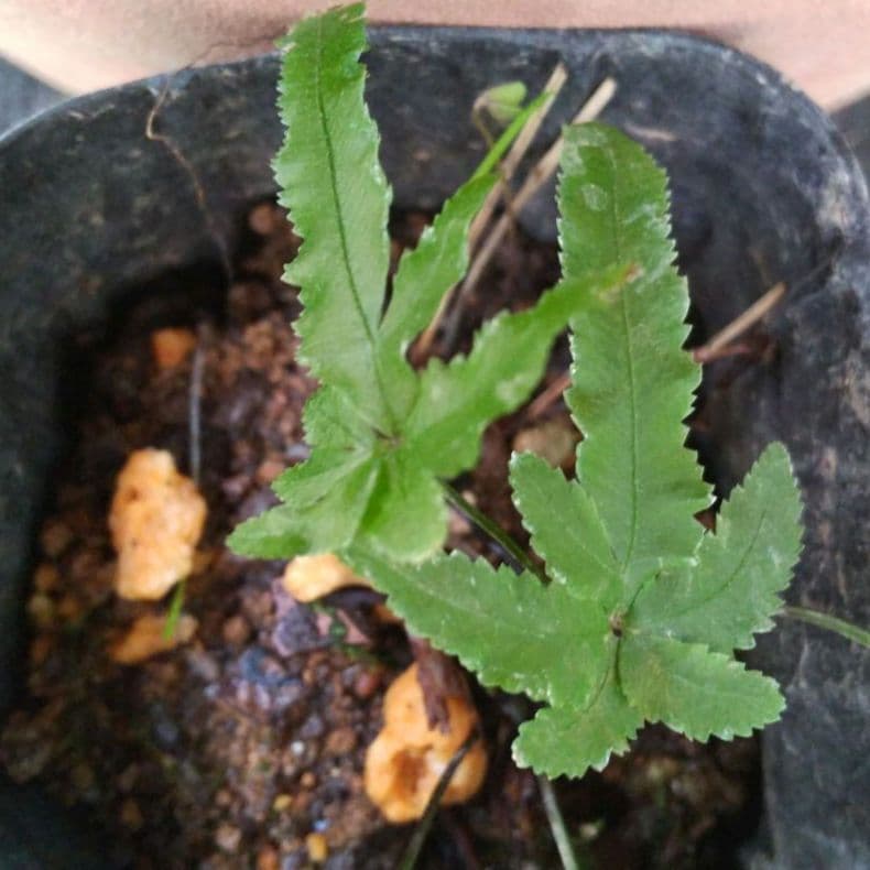 ワケアリ 小② 品種不明シダ