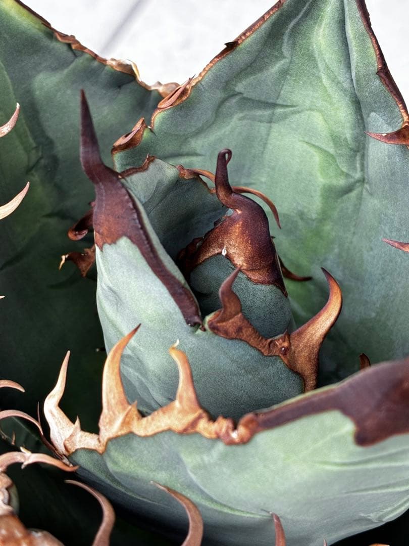 AGAVE TITANOTA GODZILLA ゴジラ OC株