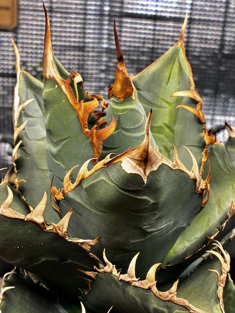 AGAVE TITANOTA GODZILLA ゴジラ OC株