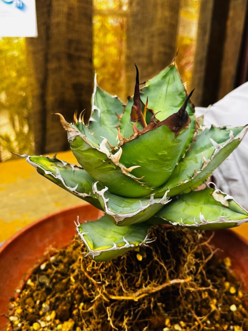 AGAVE TITANOTA GODZILLA ゴジラ OC株