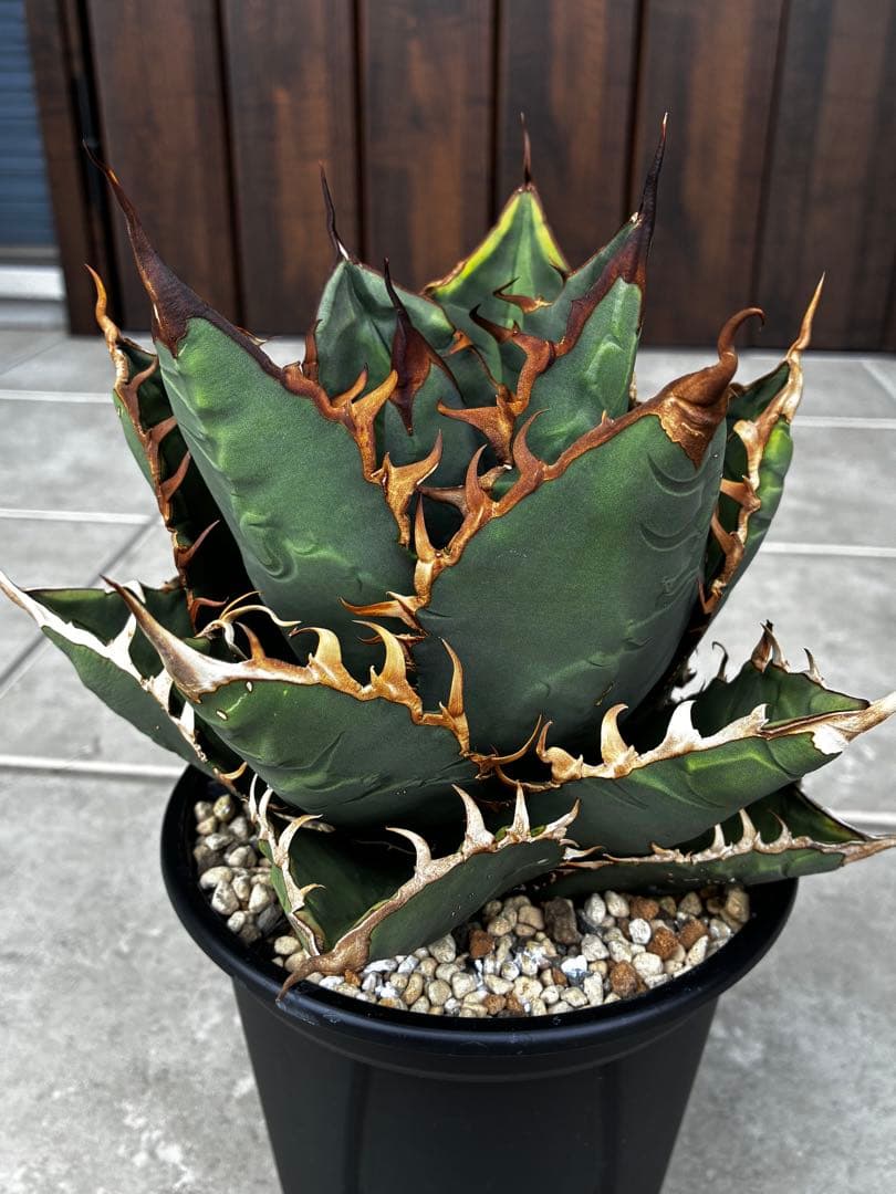 AGAVE TITANOTA GODZILLA ゴジラ OC株