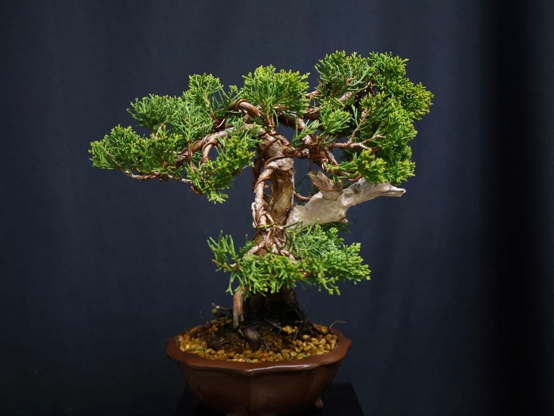 盆*人様 300人記念オークション　真柏 小品盆栽 糸魚川真柏　シャリ芸樹高21