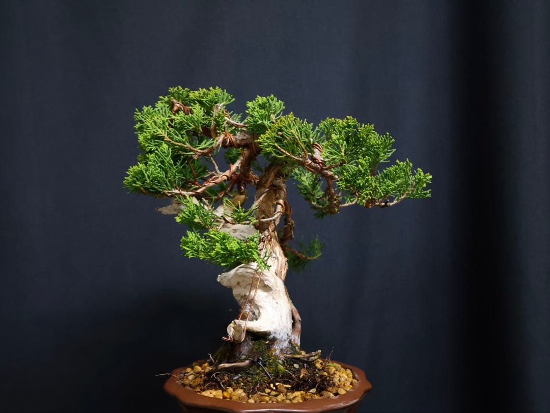 盆*人様 300人記念オークション　真柏 小品盆栽 糸魚川真柏　シャリ芸樹高21