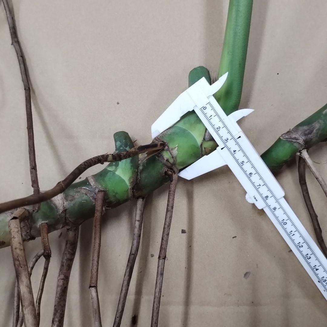 モンステラ　観葉植物 3枚セット