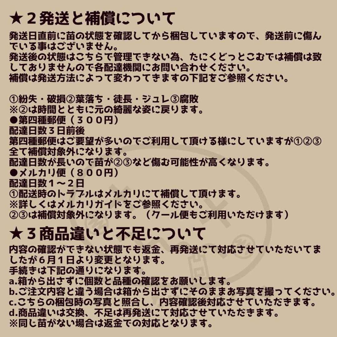 シャビアナトリュフ◎多肉植物 カット苗 輸入苗 エケベリア等